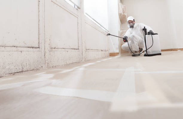 Black mold remediation team in Villa Park